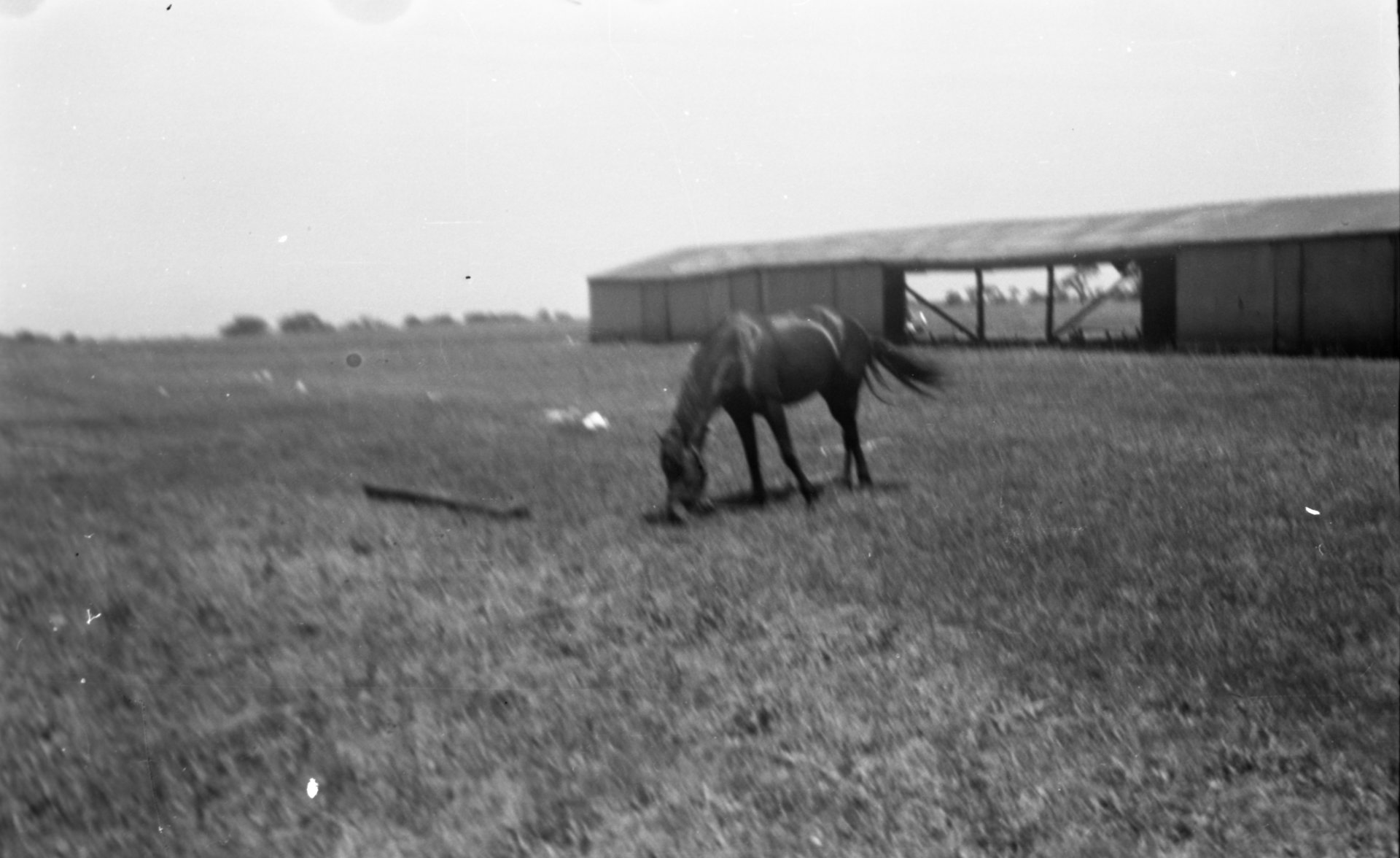 The horse stable at the Gardenville Airport with a horse grazing.