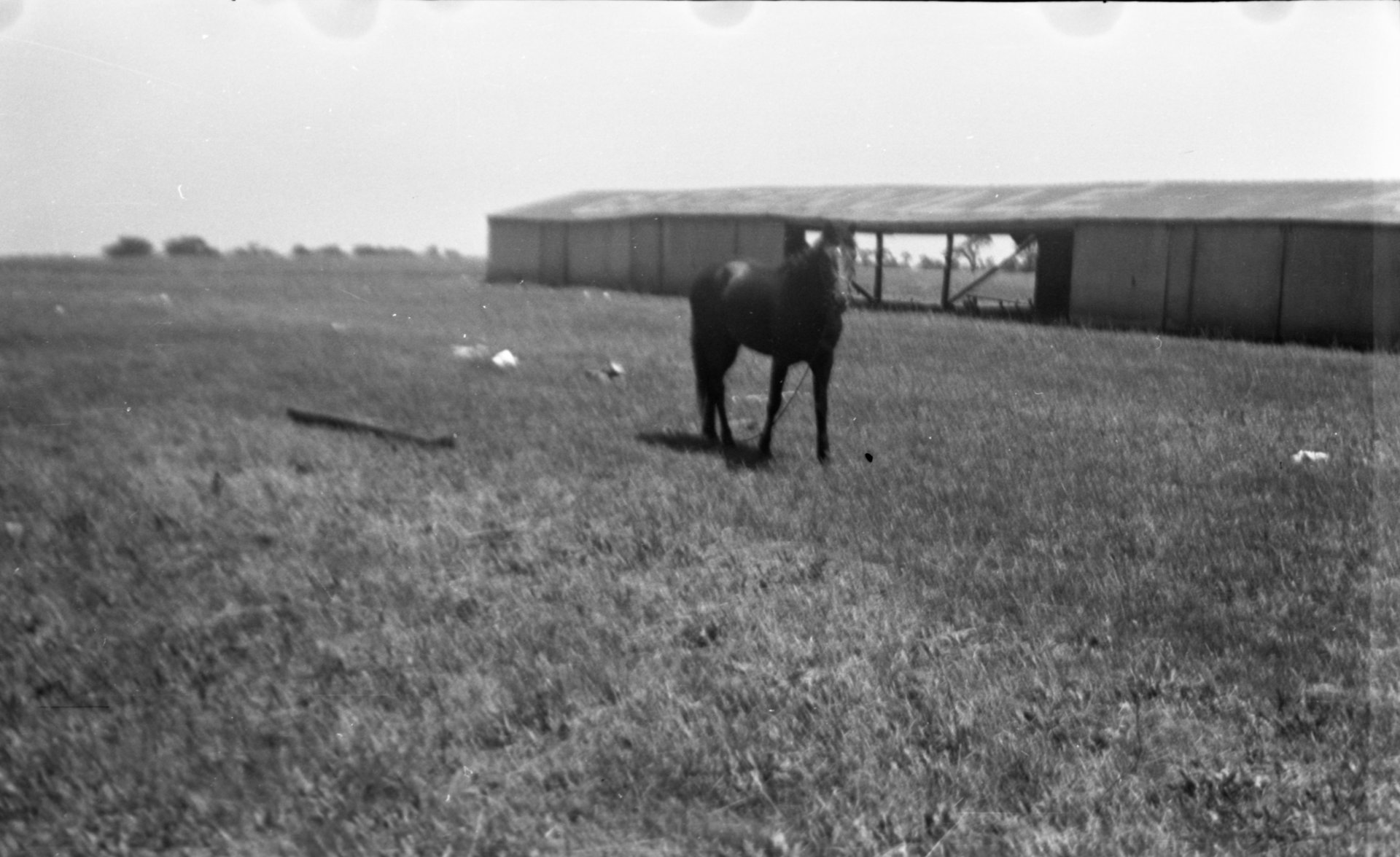 The horse stable at the Gardenville Airport with a horse looking at the camera.